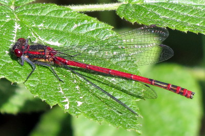 Frühe Adonislibelle