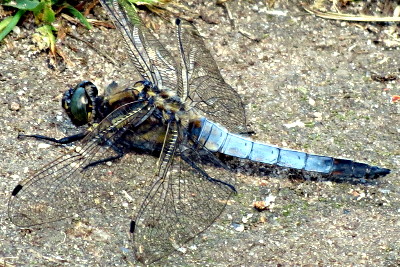 Großer Blaupfeil