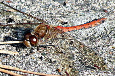 Große Heidelibelle