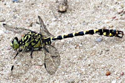 Kleine Zangenlibelle